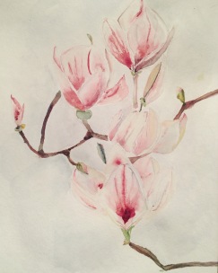 "Magnolias"